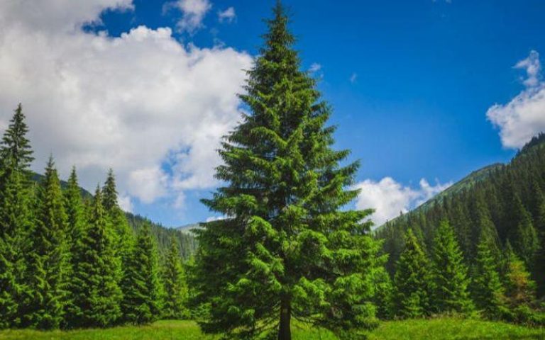 The destruction of 940 thousand pine plants sparks an environmental controversy in Nador