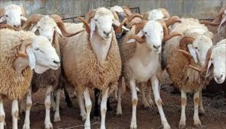 Who inflated the number of sheep herds for profit?