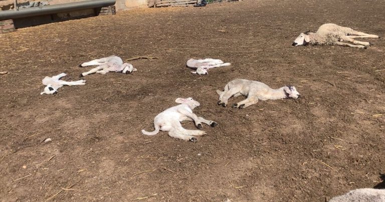 Sidi Allal Al -Bahrawi .. the wandering dog attack kills more than 20 sheep (photos)