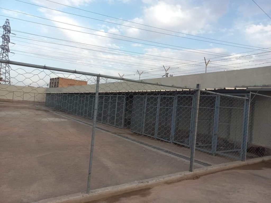 Oujda .. an association requires that the governor of the entity applies sterilization and insemination instead of killing stray dogs