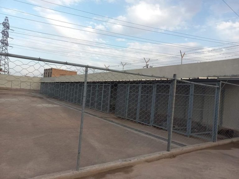 Oujda .. an association requires that the governor of the entity applies sterilization and insemination instead of killing stray dogs