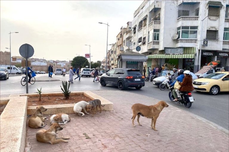 A campaign to eliminate stray dogs in Morocco. A civil servant reveals the truth