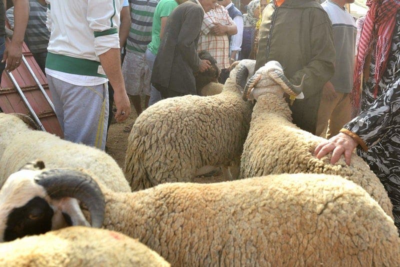After having canceled the ritual of Eid Al -Adha ... the Moroccans for "Al -hanqa": "On what you are counting this year"