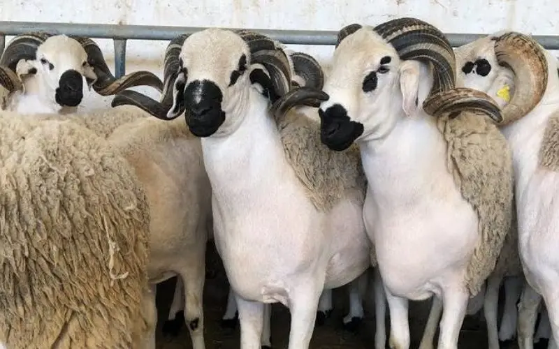 After the cancellation decision, sheep prices record a drop in several markets