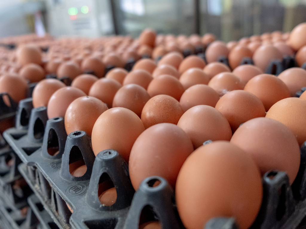 After the fish. Moroccans are launching a campaign to boycott the eggs during the month of Ramadan