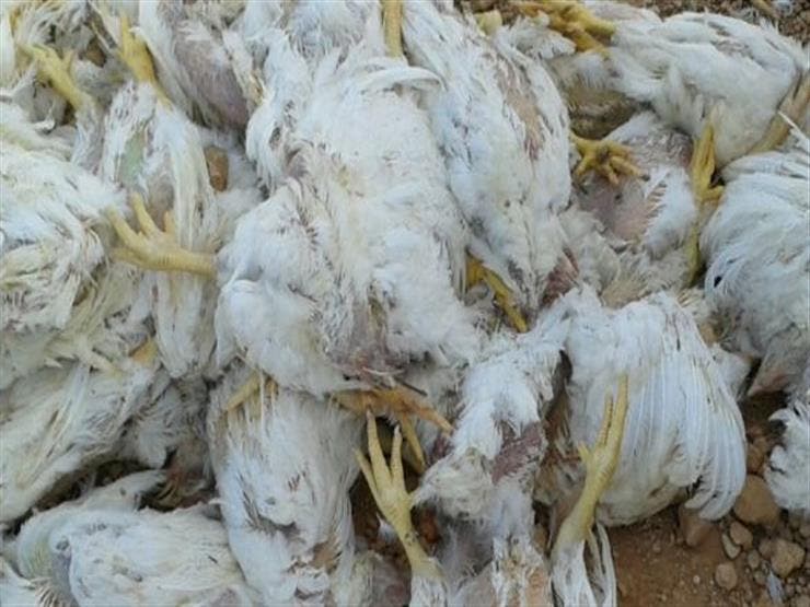 Agadir .. Derk Derka stops the promoter of "Dead Chicken" on "Snakat"