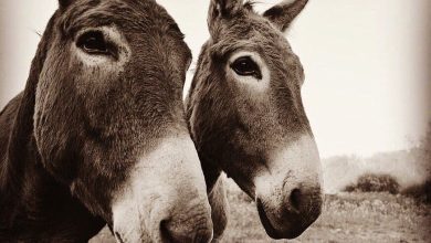 Alert in Meknes after finding my donkey heads inside a garbage container