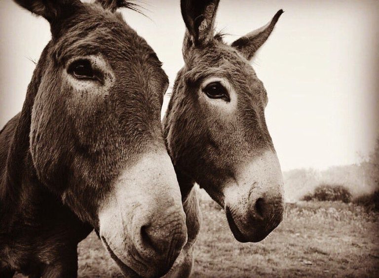 Alert in Meknes after finding my donkey heads inside a garbage container