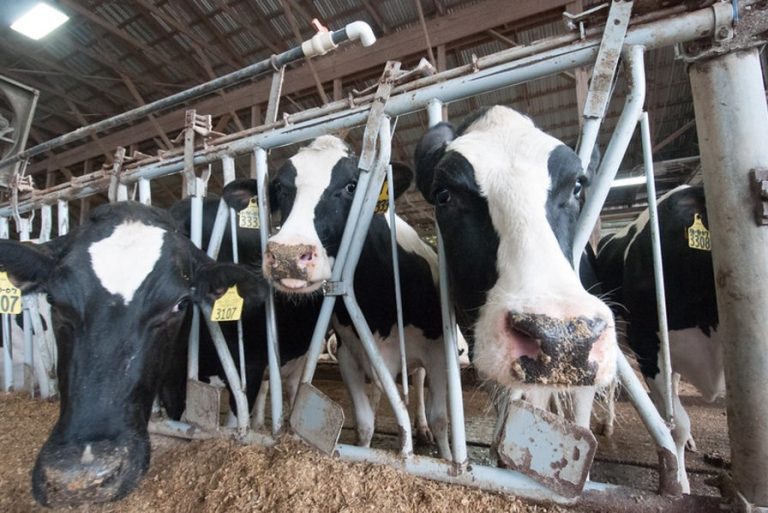 Animal production: a global program facing the decline of the livestock
