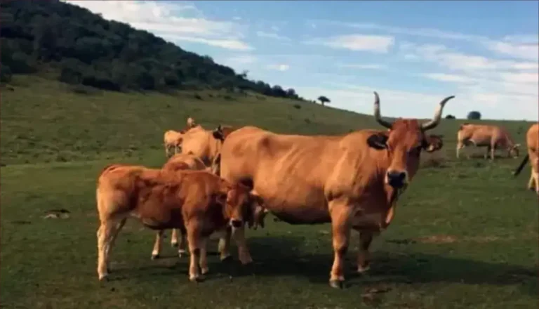 For the first time .. Ghalic beef in Spain is on the way to Moroccan markets