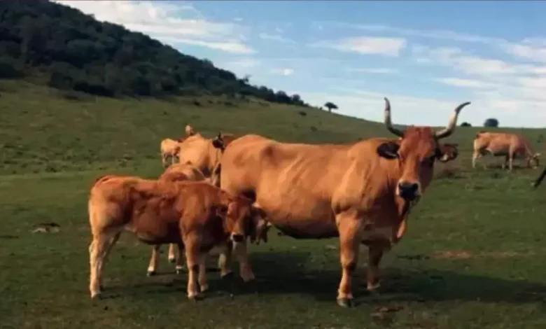 For the first time .. Ghalic beef in Spain is on the way to Moroccan markets