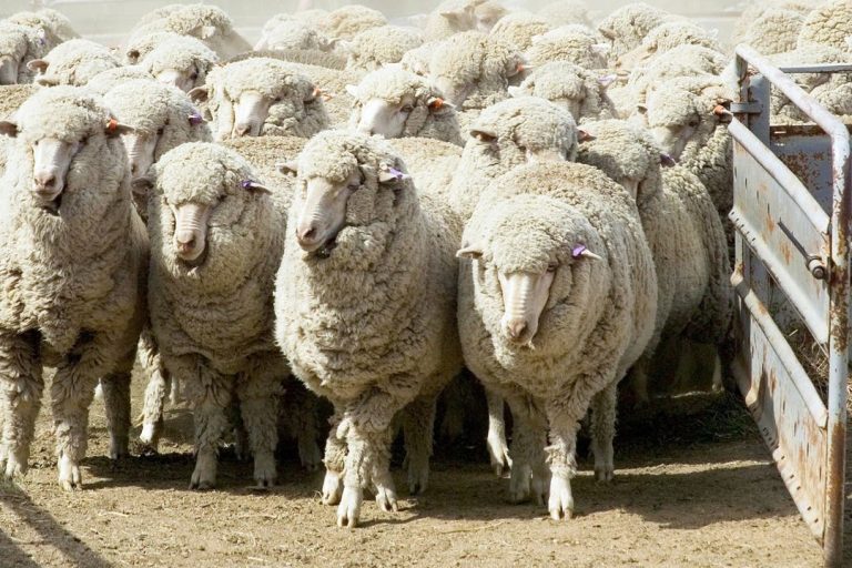 From May. Import of around 100,000 Australian "al -hawli" "