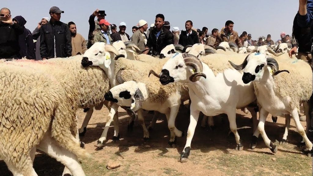 Moroccans receive the decision to cancel the sacrifice of Eid Al -Adha with great satisfaction