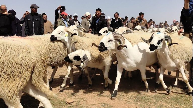 Moroccans receive the decision to cancel the sacrifice of Eid Al -Adha with great satisfaction