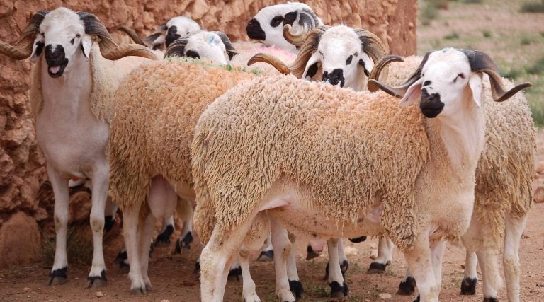 Participants in the census of cattle await payment of their compensation