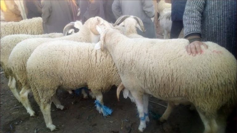 Reda khamis al -zammara .. a drop in cattle prices of around 1000 dirhams