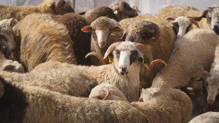 Sheep importers from abroad are confused after the signing of supply contracts and the abolition of the party
