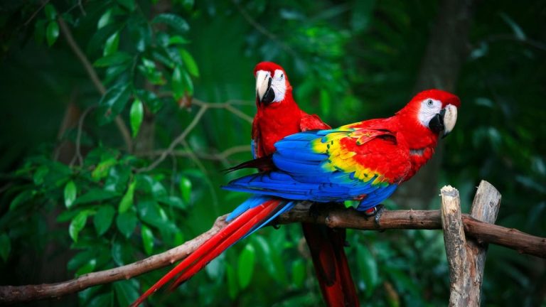 "Water and Forests" reveals the reasons for the reservation with parrots for a tourist promoter in Chefchaouen