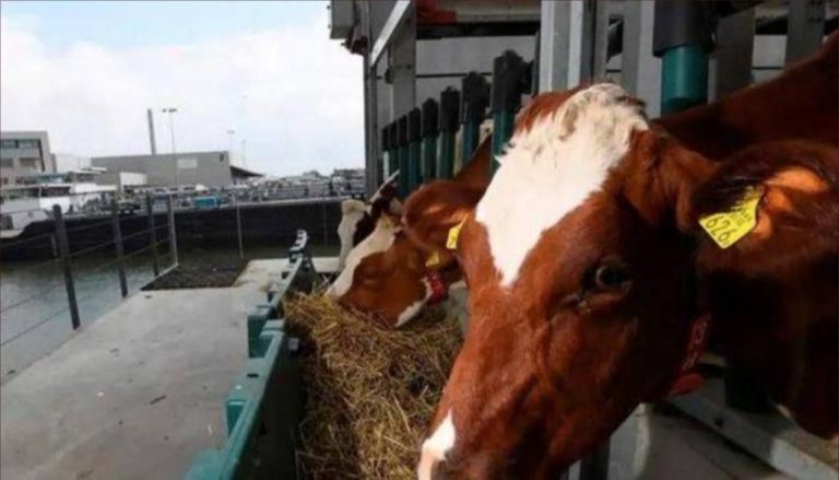 A state of alert in the port of Agadir after the leak of imported cows (photos)