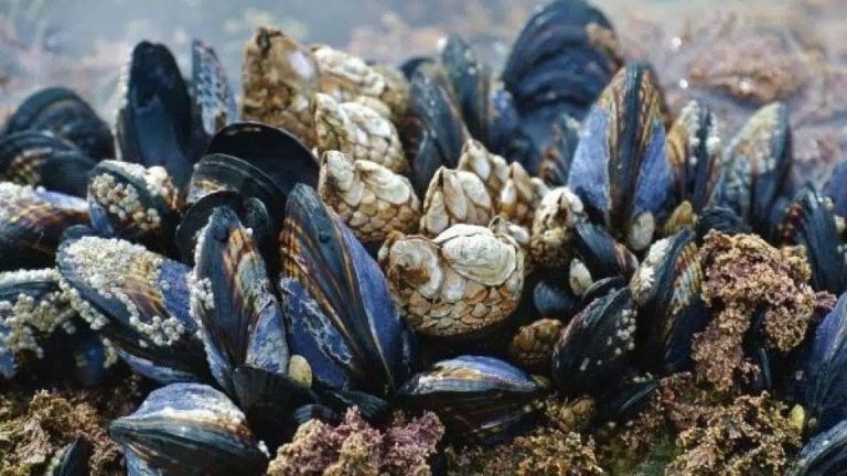Agadir… prevent the collection and marketing of shells due to possible pollution