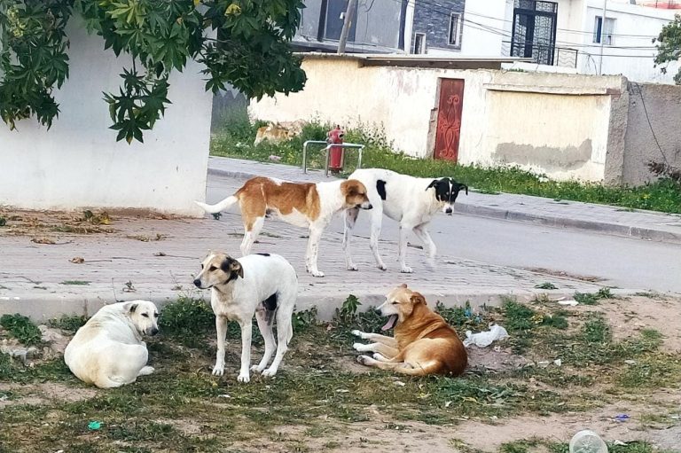 Dogs and stray animals invade Muhammadiyah and the authorities outside the coverage