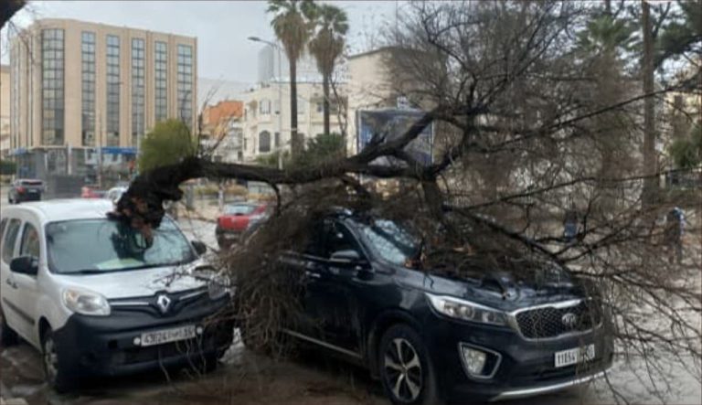 Fez .. a tree falls on two cars because of the strong wind