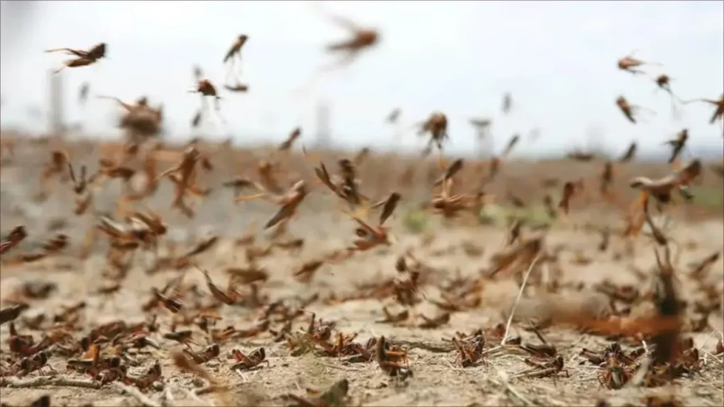 Interior Ministry: Locust swarms have been monitored in certain regions and the situation is under control