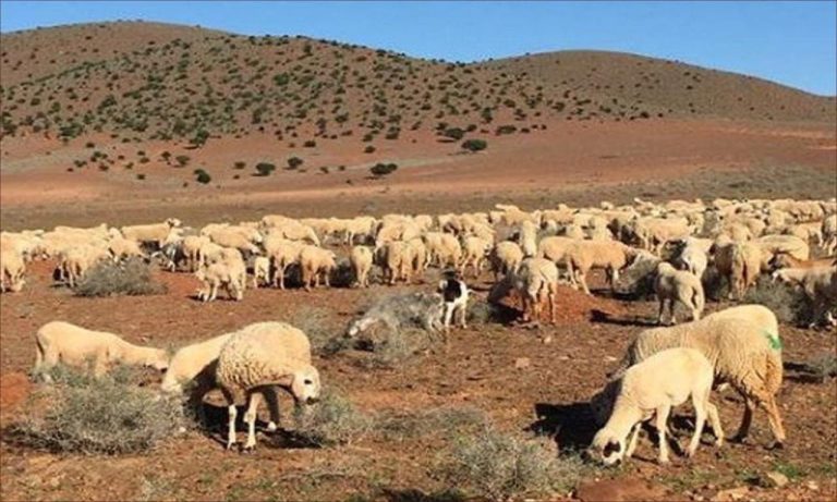 Jaradah .. precipitation contributes to improving the condition of pastures
