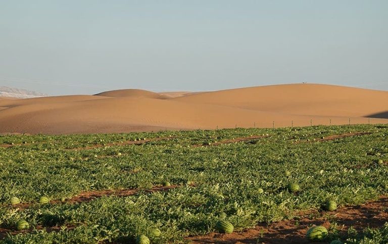 Launch of innovative agricultural projects in the Ajdiriya group in Smara