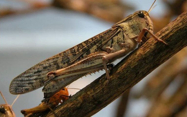 Morocco continues its intense mobilization to face locust ramps