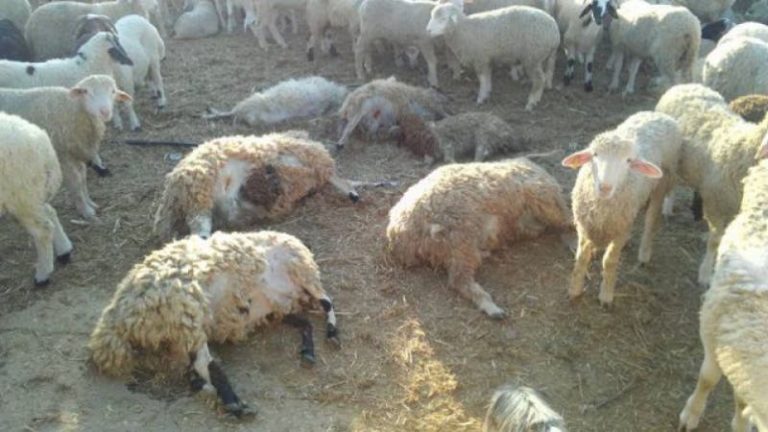 Mysterious death of 28 sheep heads in the roundabout