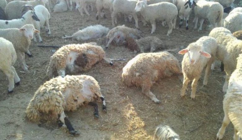 Mysterious death of 28 sheep heads in the roundabout
