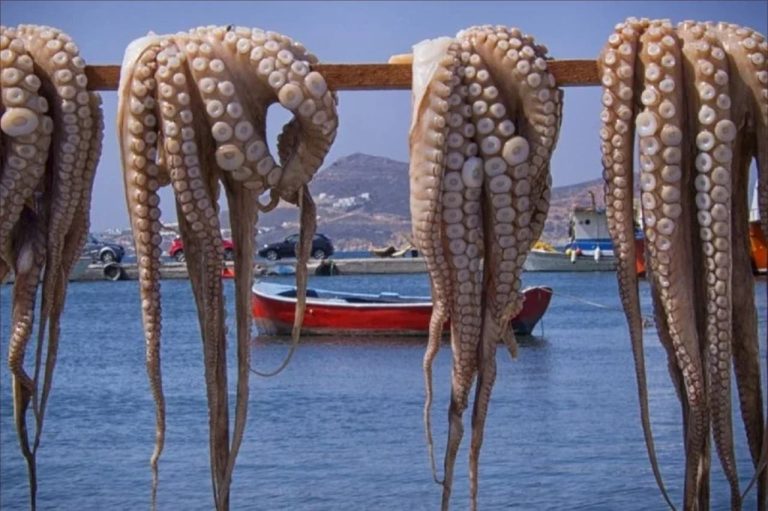 New ministerial measures to protect octopus and calmars against "excessive hunting"