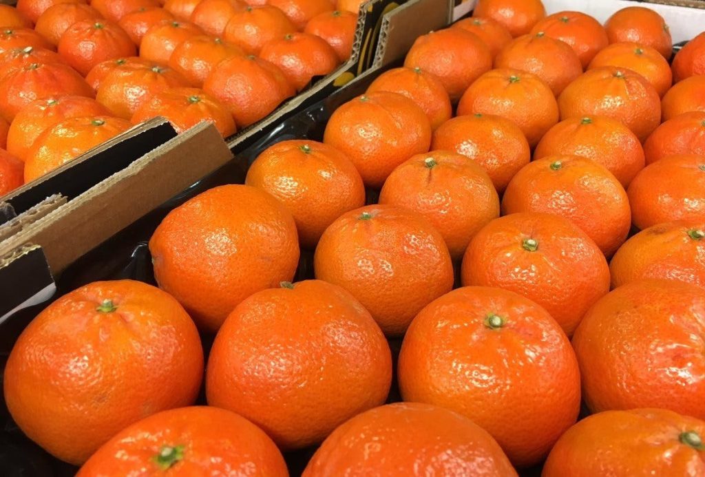 Report .. the most demanding Moroccan orange in the Dutch and British market