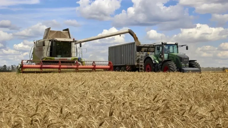 Russia stops the shipping of wheat directed to Morocco due to prohibited plant materials