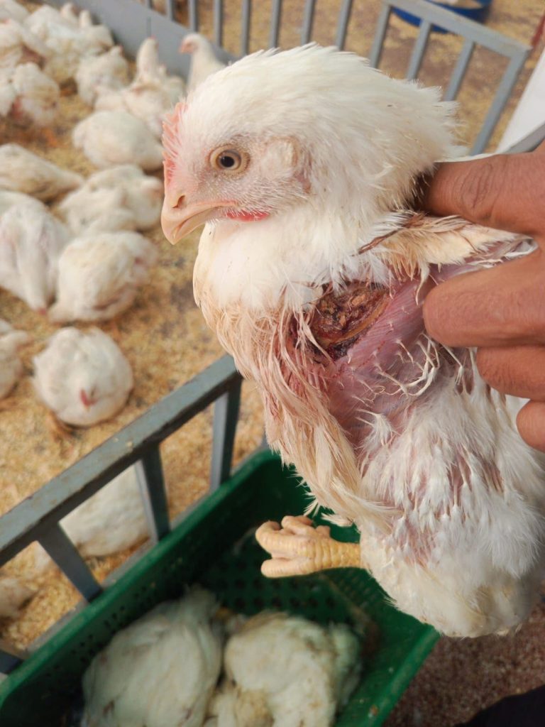 Sir Bennour .. The reservation of corrupt chicken was directed to consumption