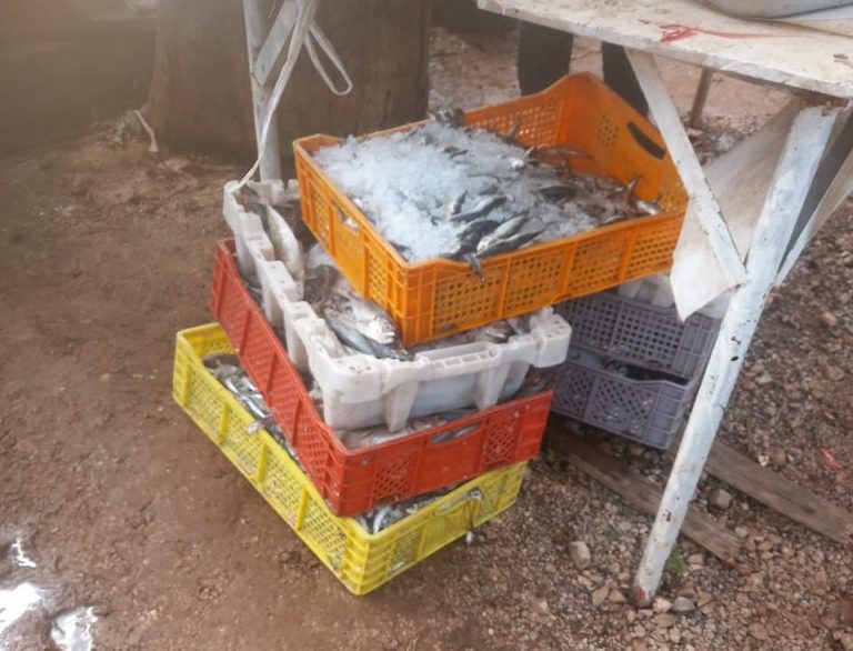 Taza .. Reserve and destroy a quantity of corrupt fish on the weekly market