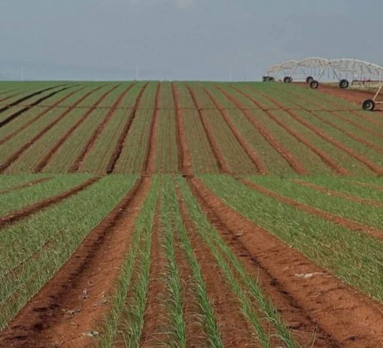 The latest rains refresh water resources in the Fez Mekns region and preach a promising agricultural season
