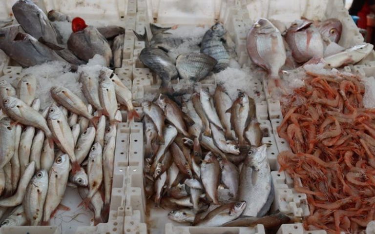 "Whale is a reasonable price" .. an initiative provided to Moroccans 5 thousand tonnes of fish during Ramadan