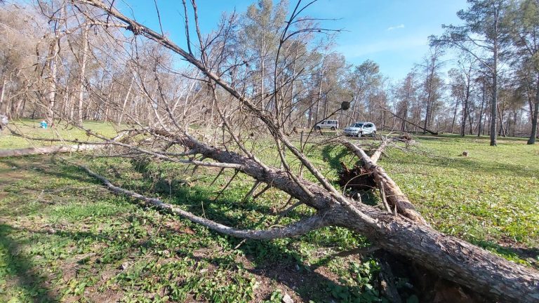 Save the Bir Babat Bastat forest before turning into a cemetery for trees?