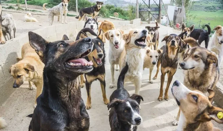 Morocco is between the hammer of stray dogs and the anchor of animal welfare ... The experience of Agadir is a national model