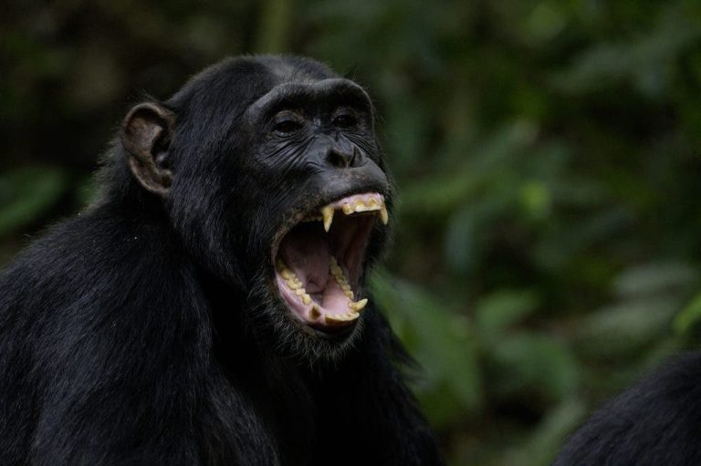 A monkey causes the death of a Moroccan tourist in Siti Fatima in Al -Haouz