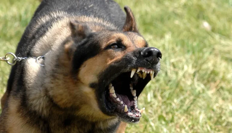 A "rage" dog affects a child in the dizziness of Shuaib in Marrakech and raises fears of the propagation of rabies