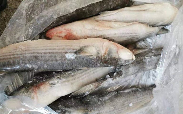 Agadir .. adjust more than two tonnes of frozen fish inside a secret store
