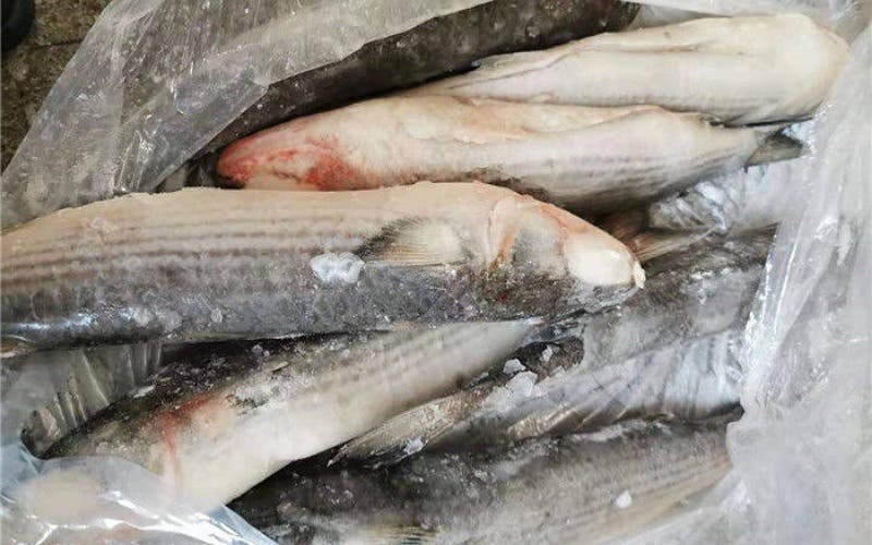 Agadir .. adjust more than two tonnes of frozen fish inside a secret store