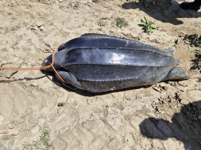 Al Hoceima .. Delivery of the rear turtle of the rear on Mustasa beach