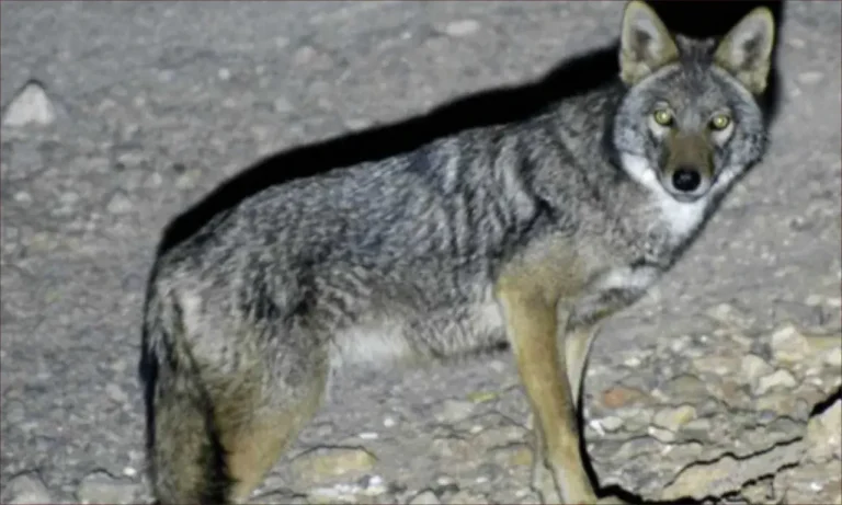 Al -Hoceima National Park .. African gold wolf is a predator who controls environmental balance