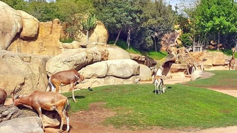 In preparation for the reopening. The animal animal garden receives the first prizes of animals