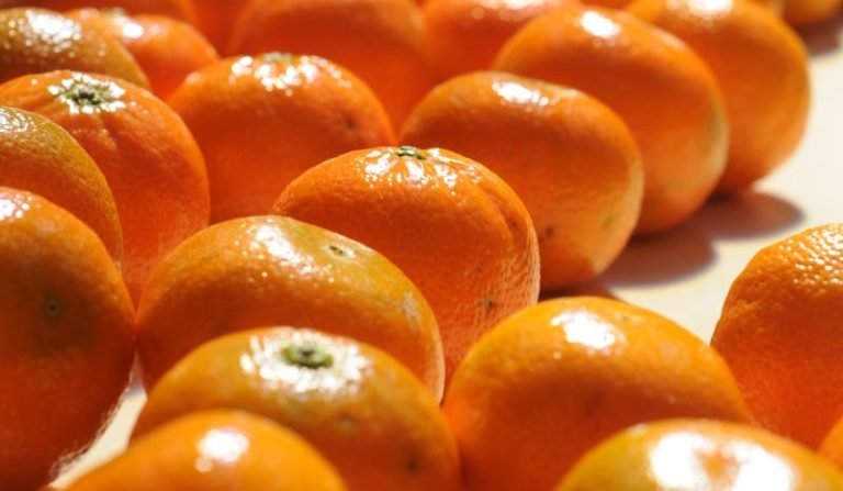 Moroccan acids enter the Japanese market