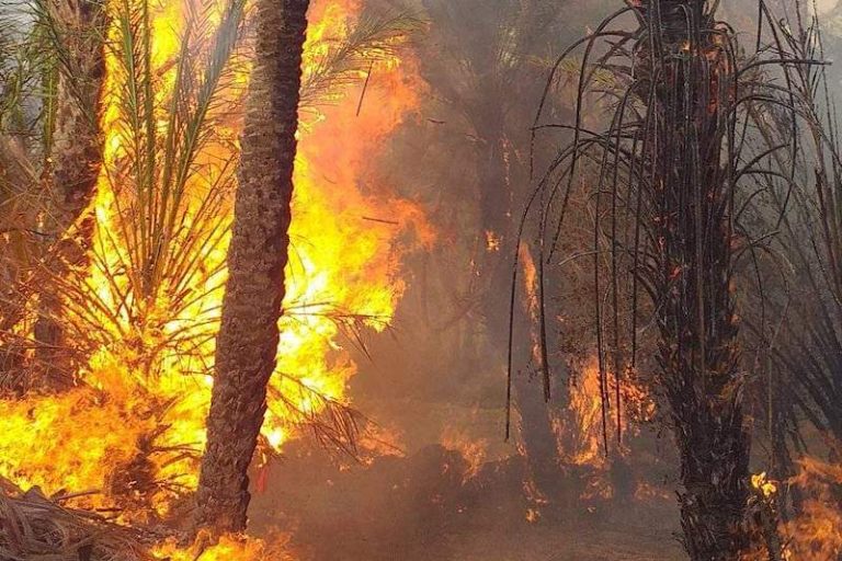 Pending activation of the prevention program. Fires threaten the oases in Tata